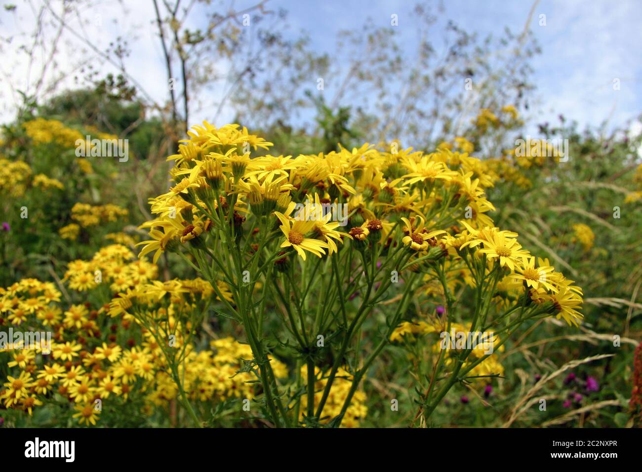 A stalk of yellow ragwort (Senecio sp.) flowers with a background of more of the same plants, grasses and blue sky with white cloud. Stock Photo