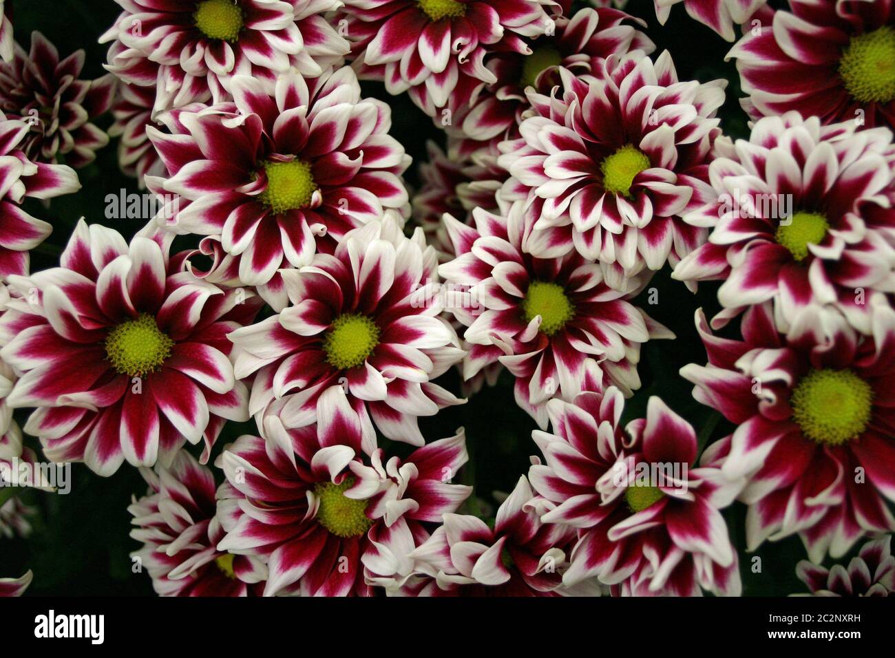 Red and white edged flowers with yellow centres that forms a collage. Could be used as a background. Stock Photo