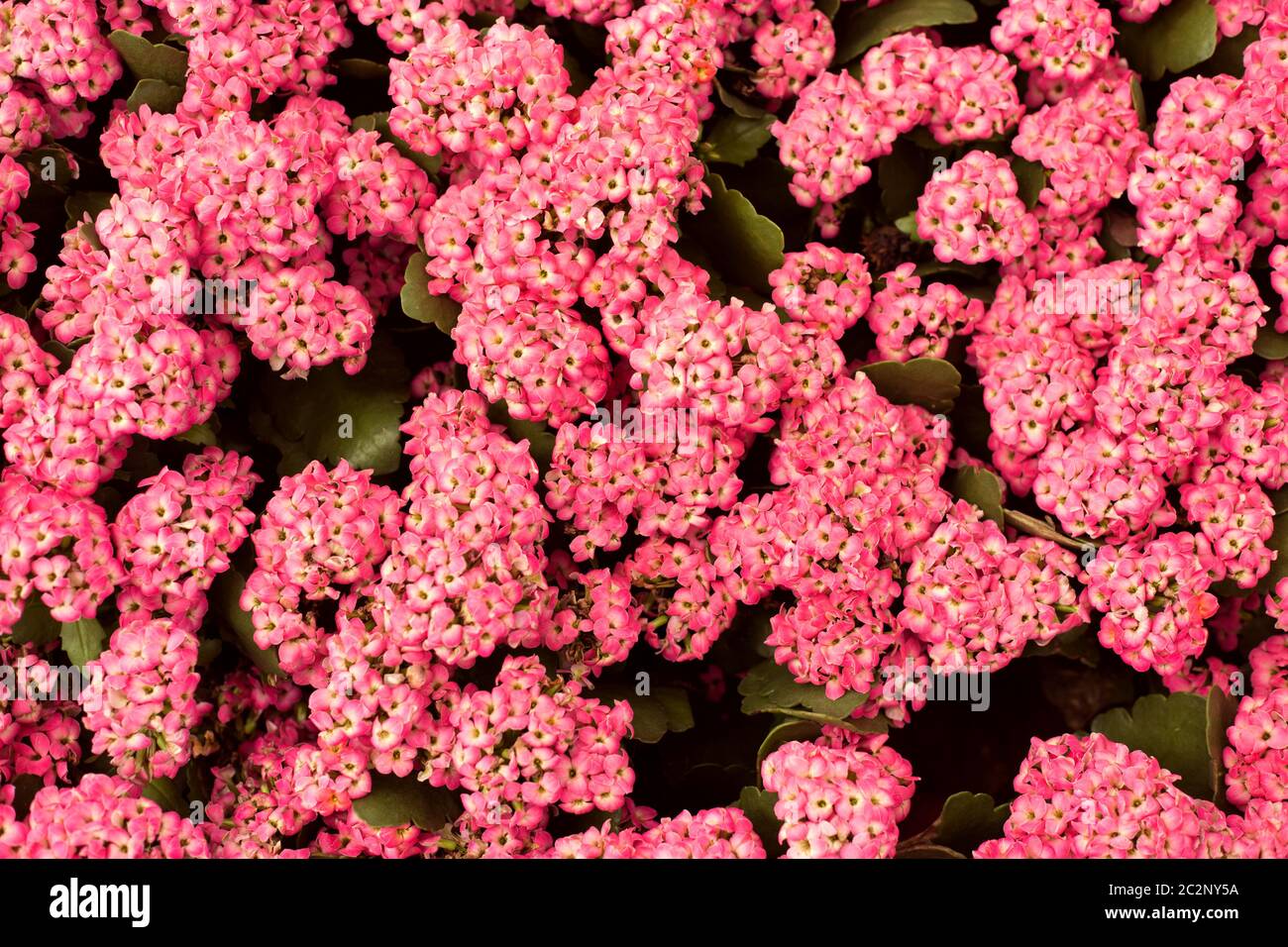 Purple flowers of sweet alyssum hi-res stock photography and images - Alamy