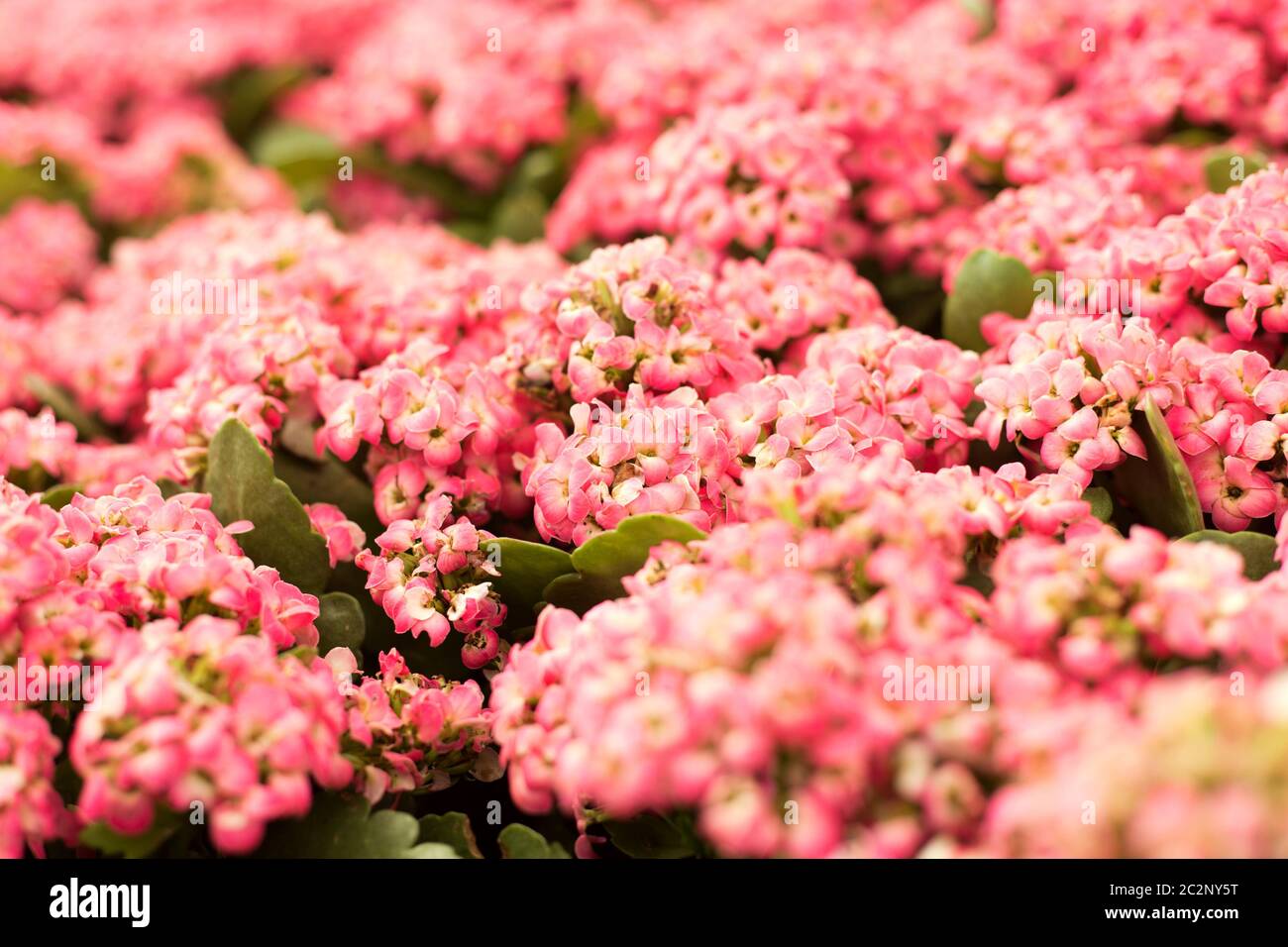 Close up beautiful small pink flowers on blur background. Alyssum Stock ...
