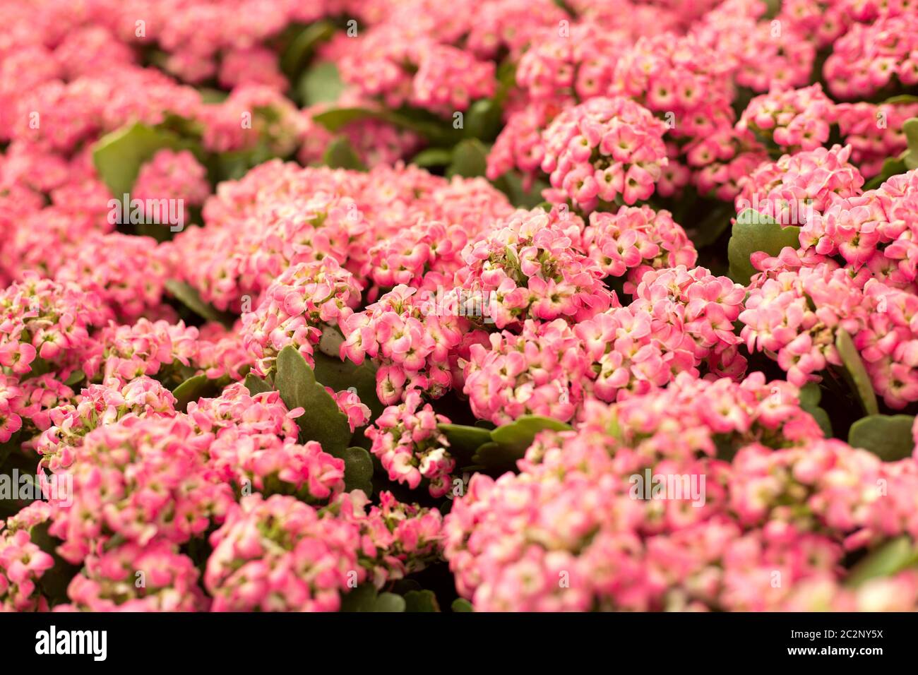 Purple flowers of sweet alyssum hi-res stock photography and images - Alamy