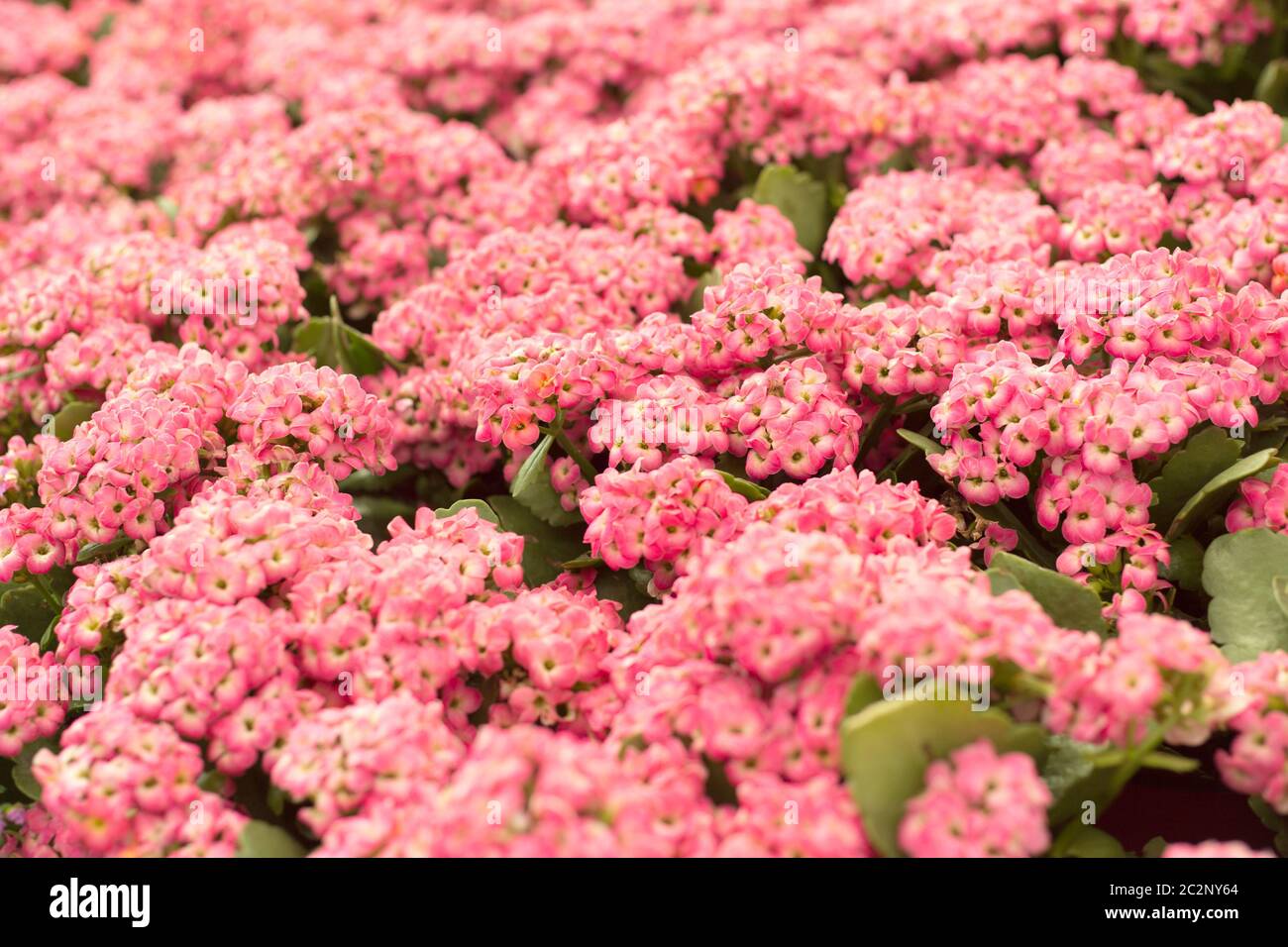 Close up beautiful small pink flowers on blur background. Alyssum Stock ...
