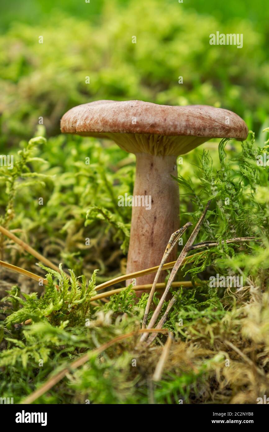 Edible mushroom (Lactarius rufus) among forest vegetation Stock Photo