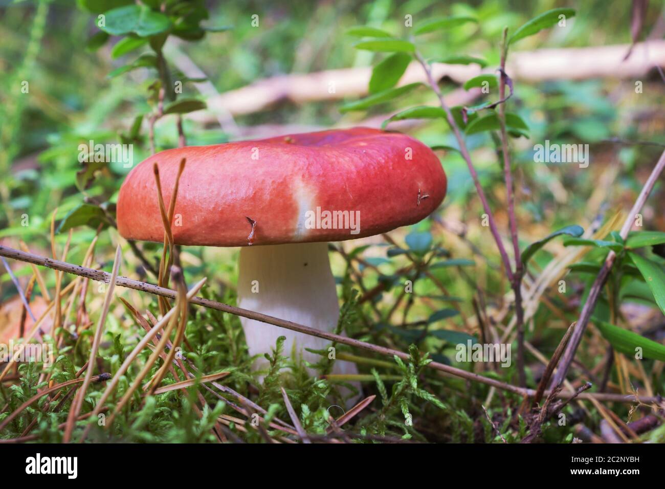 On the photo you can see red russula alone Stock Photo