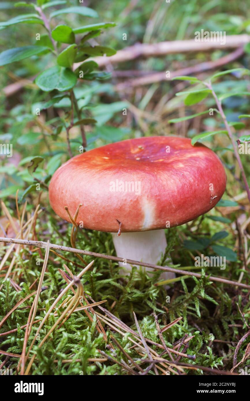 Red russula alone in the glade Stock Photo