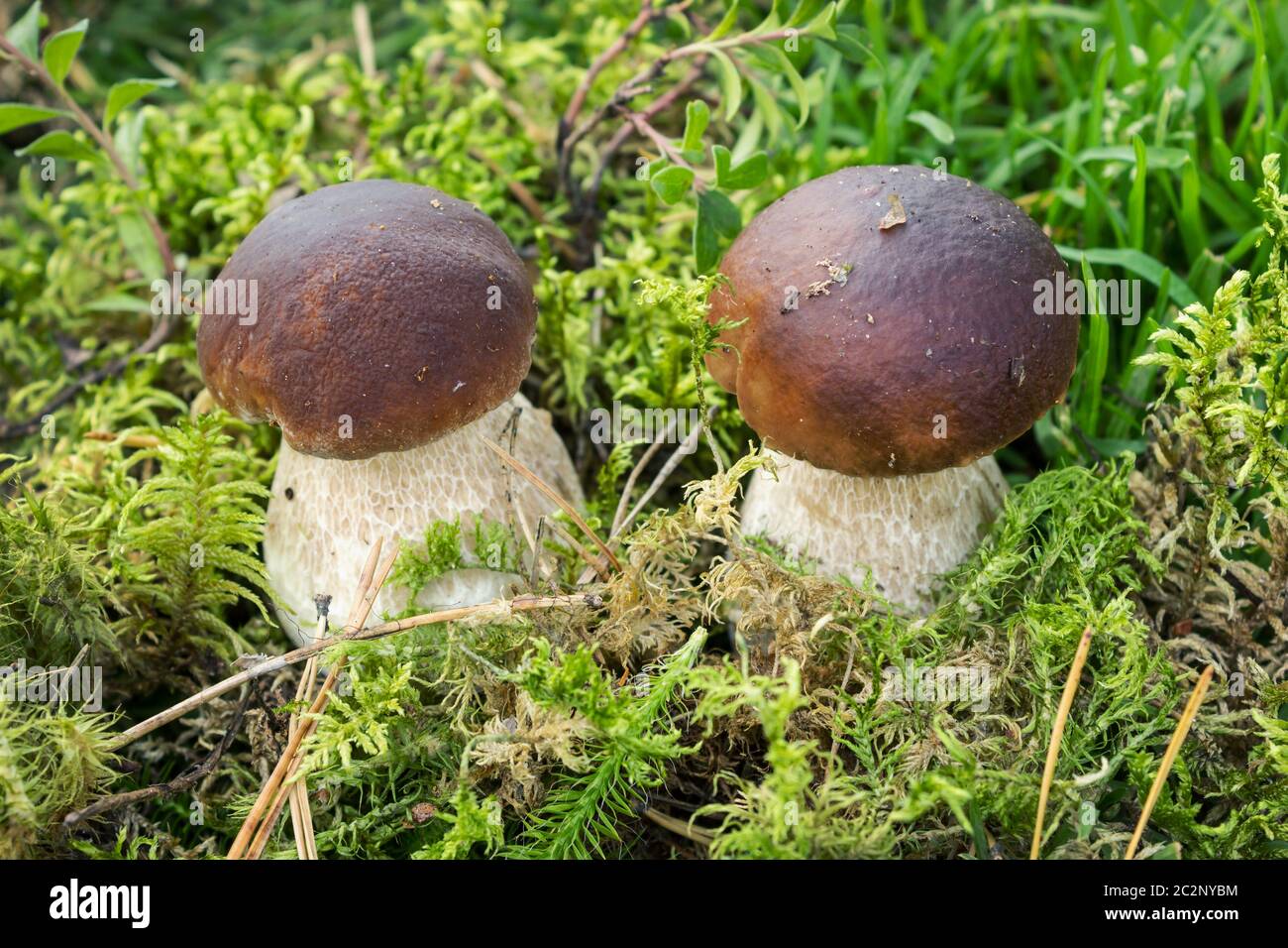 Two mushroom boletus looks beautiful among the moss Stock Photo