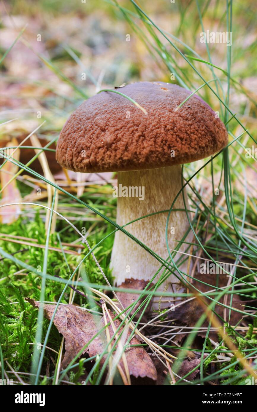 Mushroom boletus in forest vegetation Stock Photo