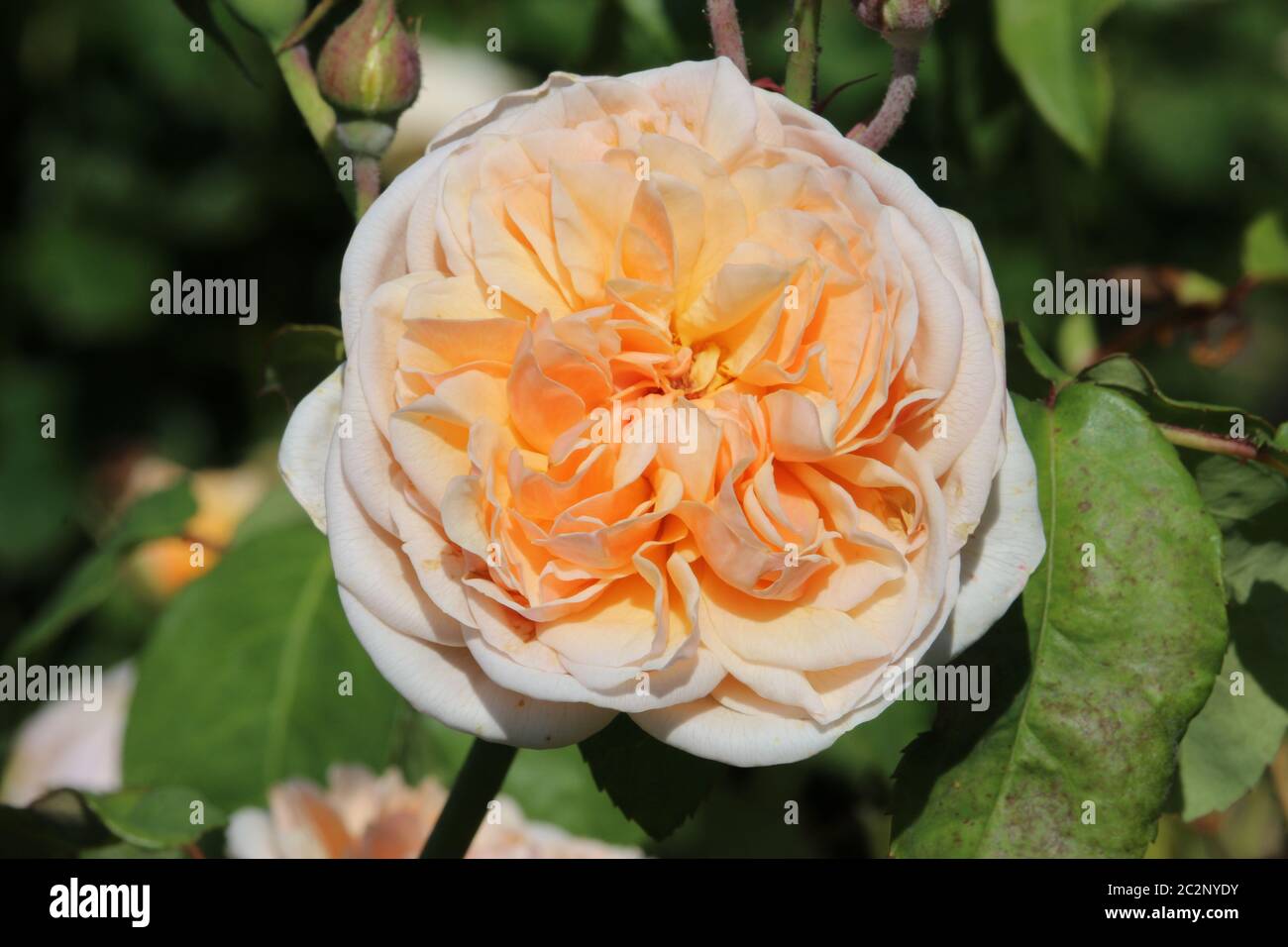 Peach coloured rose in full bloom with a dark blurred background of ...