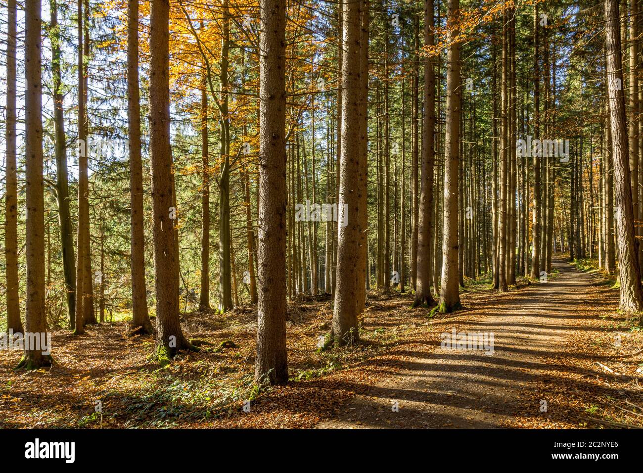 Autumn forest trail in Upper Bavaria Stock Photo