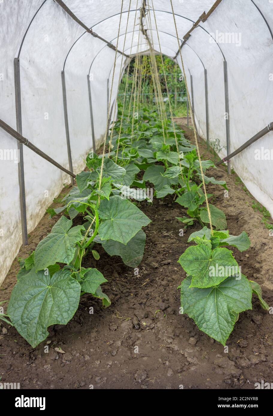 Plants of cucumbers under tissue shelter Stock Photo