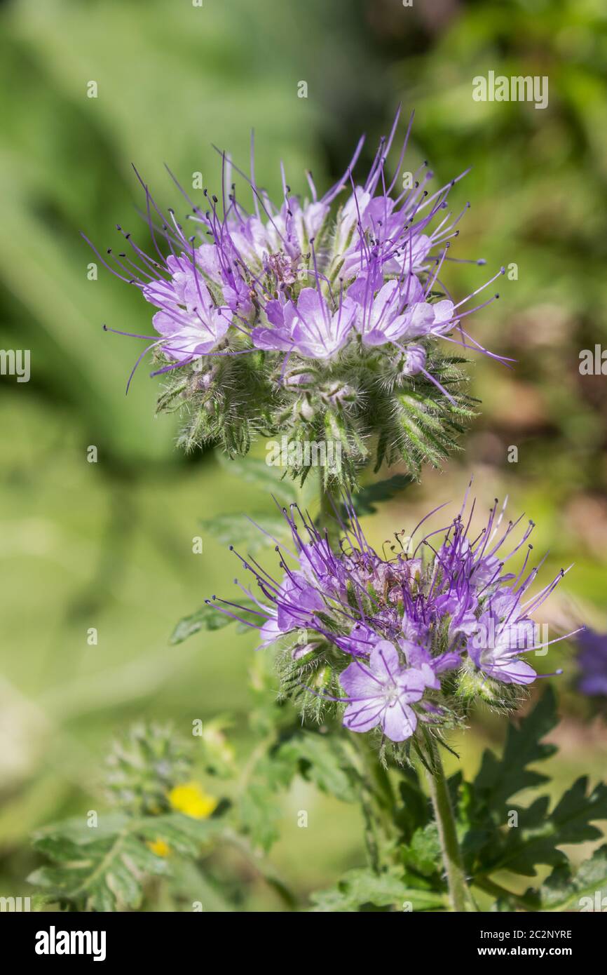 Phacelia is a good melliferous and green enrichment Stock Photo