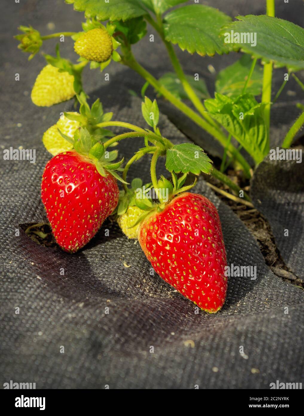 Strawberry on black spunbond Stock Photo