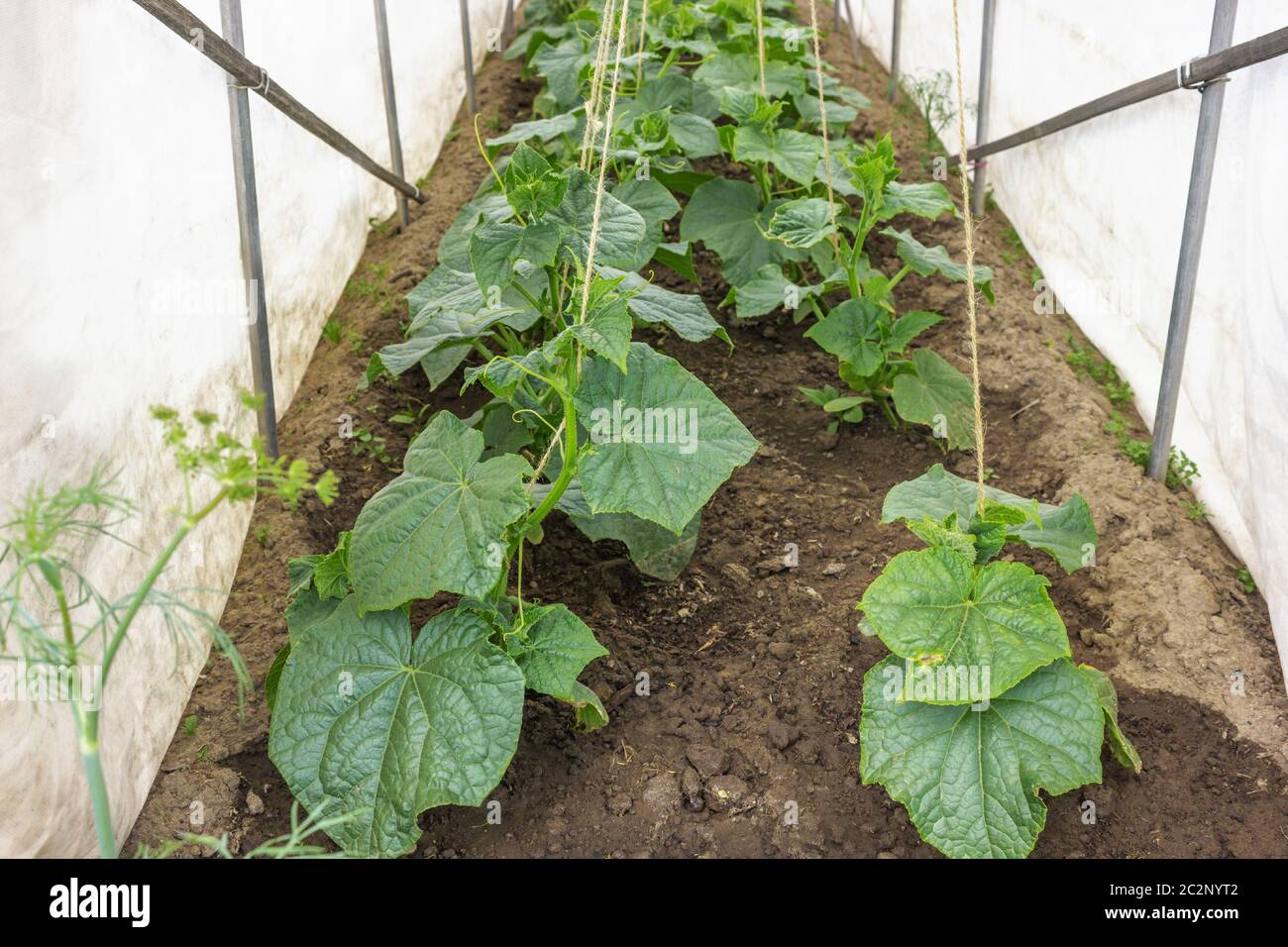Plants of cucumbers under tissue white shelter Stock Photo