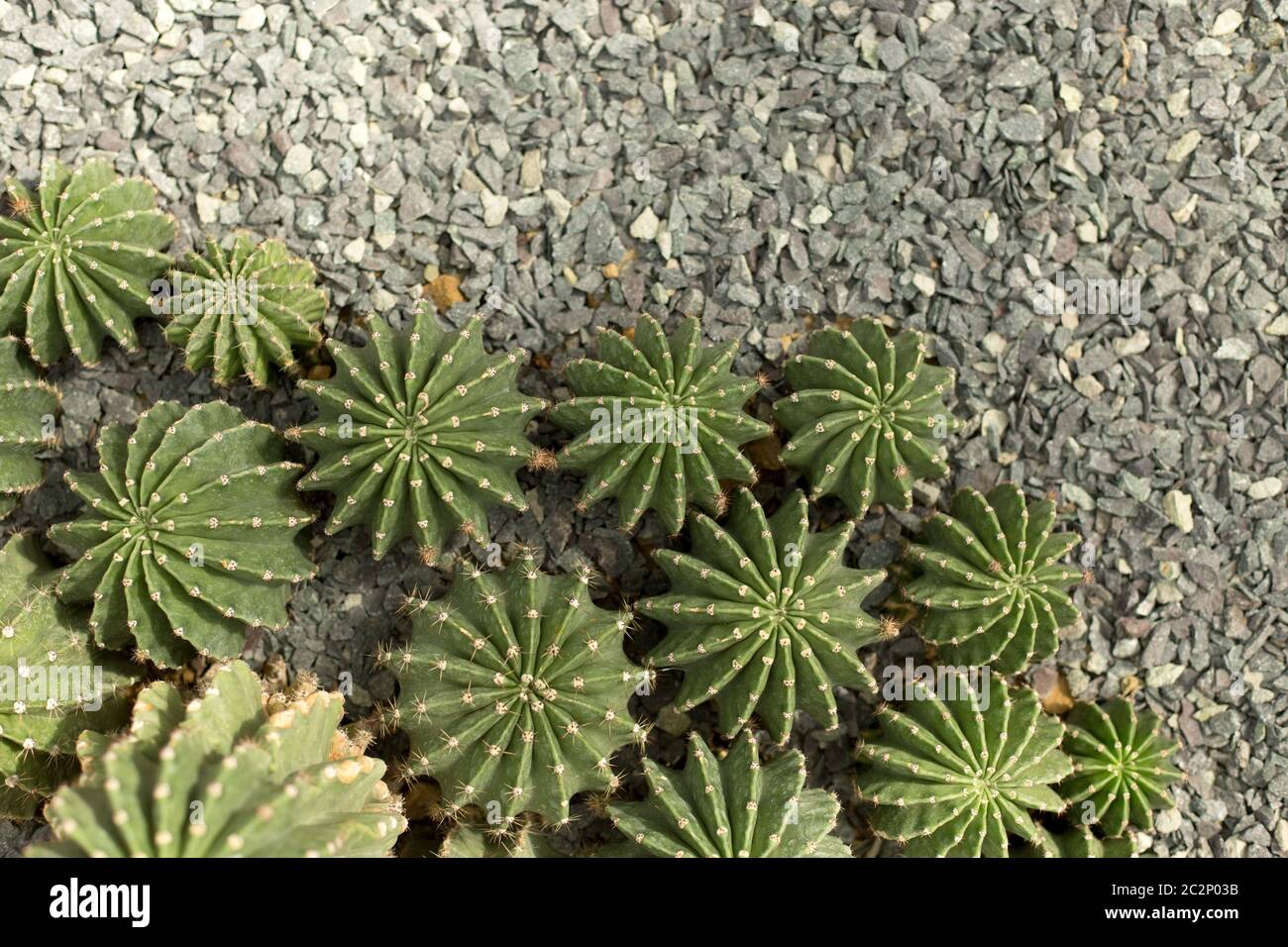 Green round cacti on gray rock background Stock Photo
