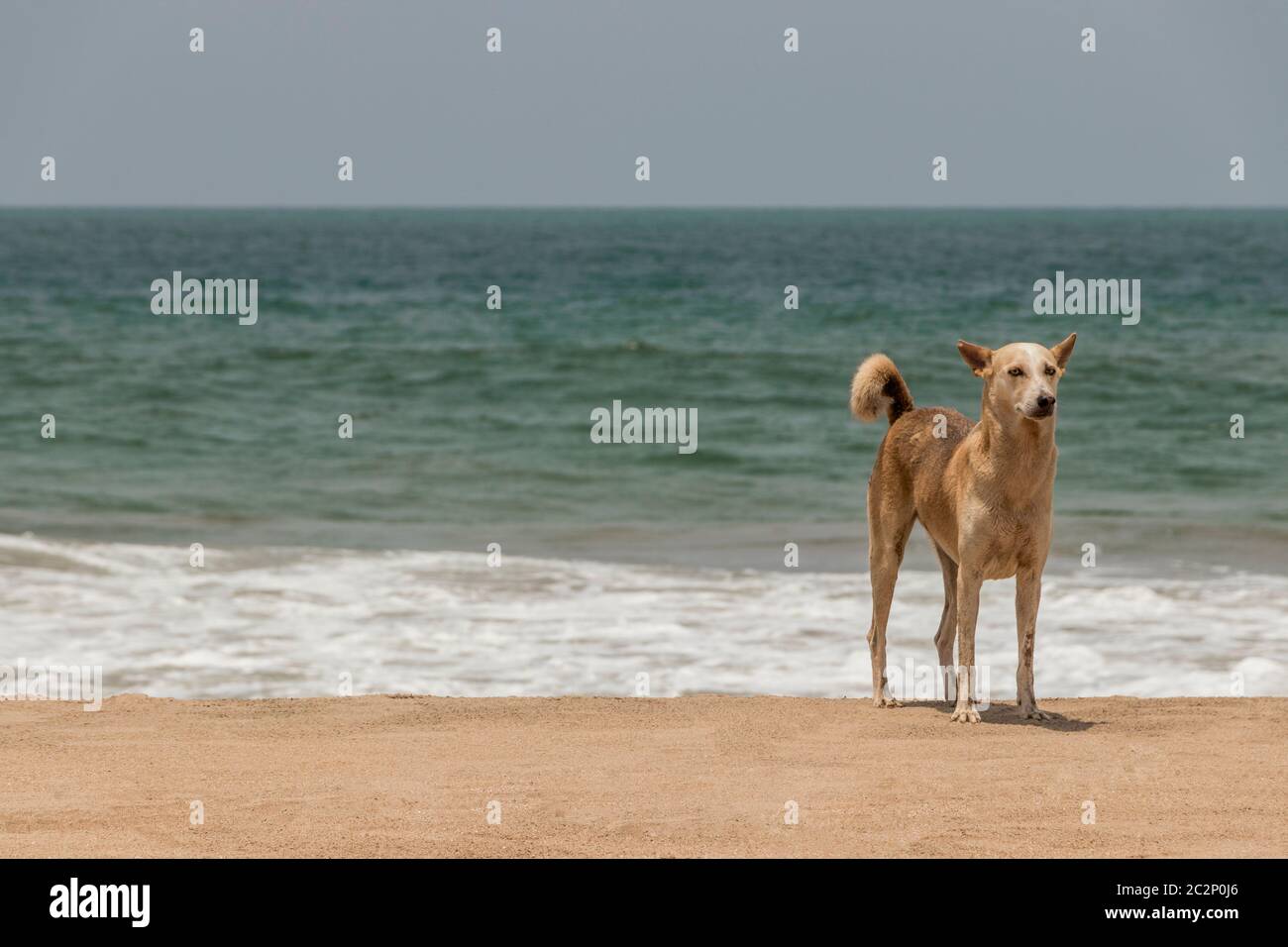 Stray, furred dog at clean Agonda Beach in Goa, India. Stock Photo
