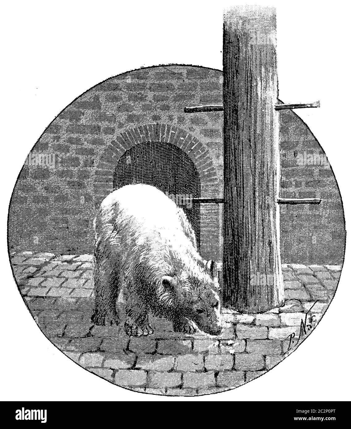Polar bears, vintage engraved illustration. Paris - Auguste VITU – 1890. Stock Photo