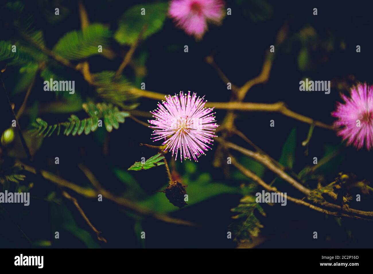 Mimosa pudica or Shameplant flower in low light to show concept of moody floral spring theme Stock Photo