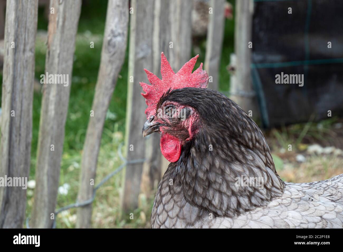 Portrait photo of a gray laying hen with a red comb, named Barred Plymouth Rock Stock Photo