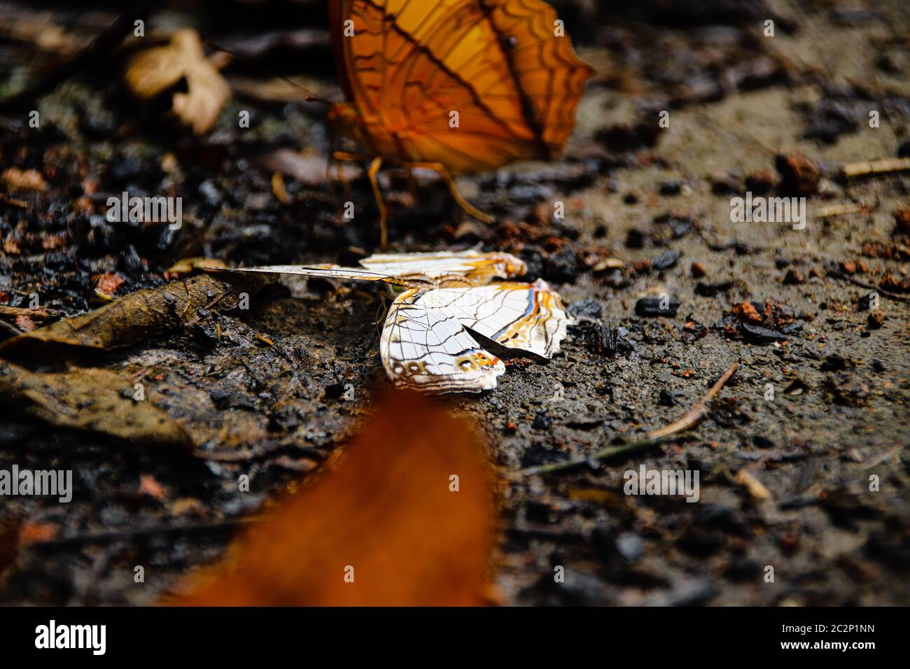 A dead butterfly on the ground showing the concept of balance between life and death in nature Stock Photo