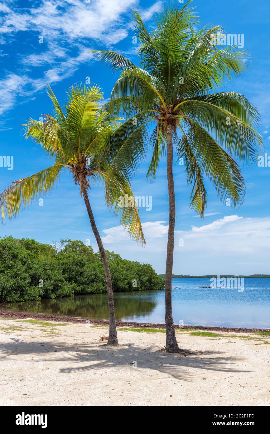 Palm trees on a tropical beach in Florida Keys Stock Photo Alamy