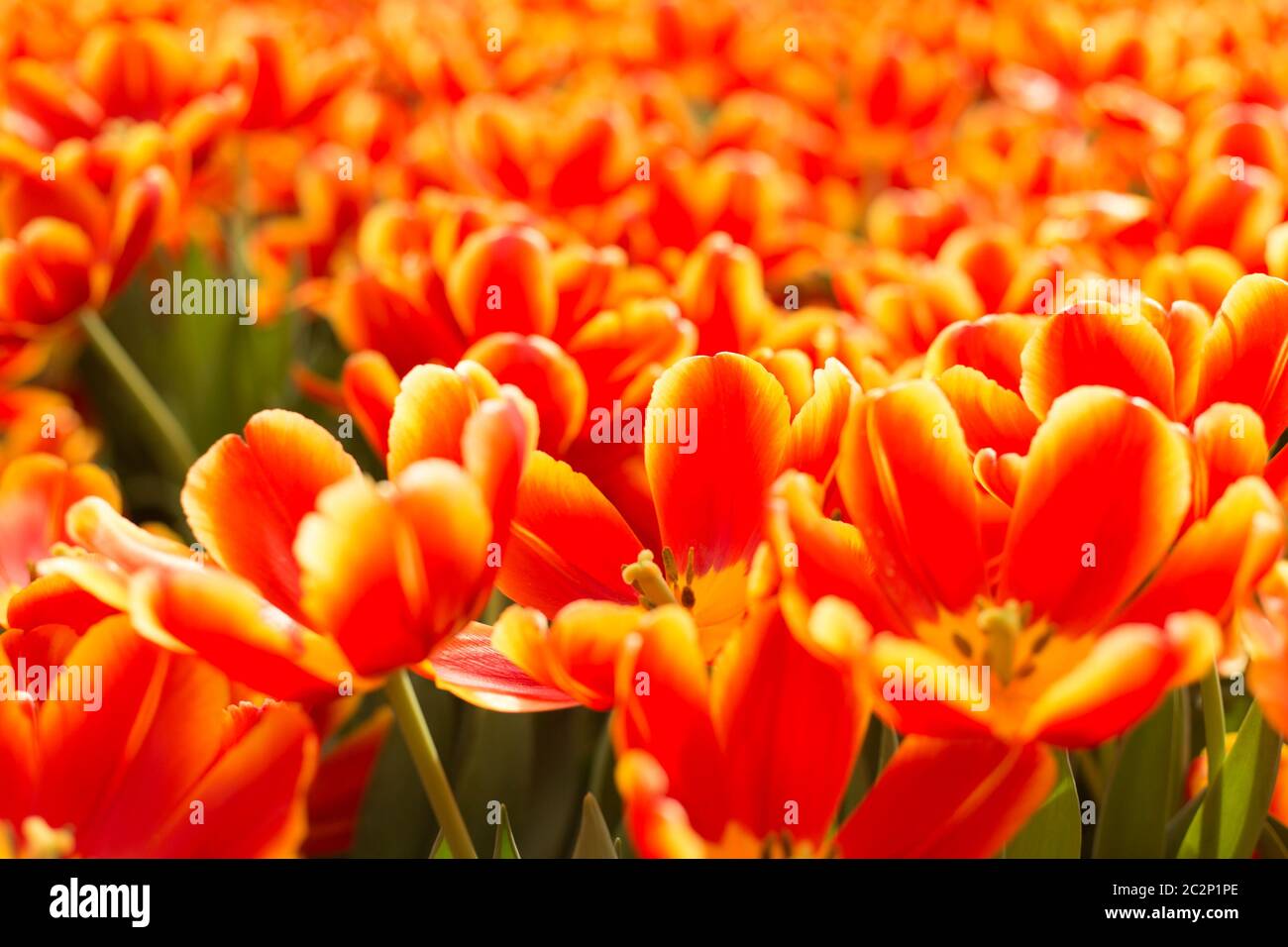 Red and yellow tulips fild. Spring background Stock Photo - Alamy