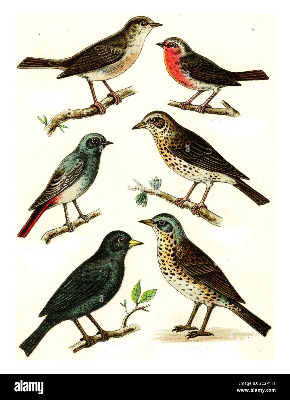 Nightingale, Robin, Black Redstart, Song Thrush, Blackbird, Fieldfare