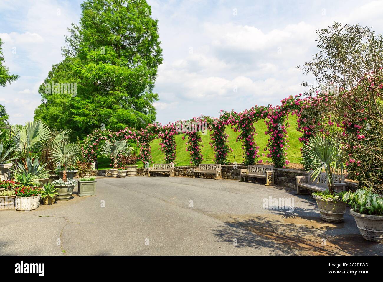 Green alley in summer park Stock Photo - Alamy