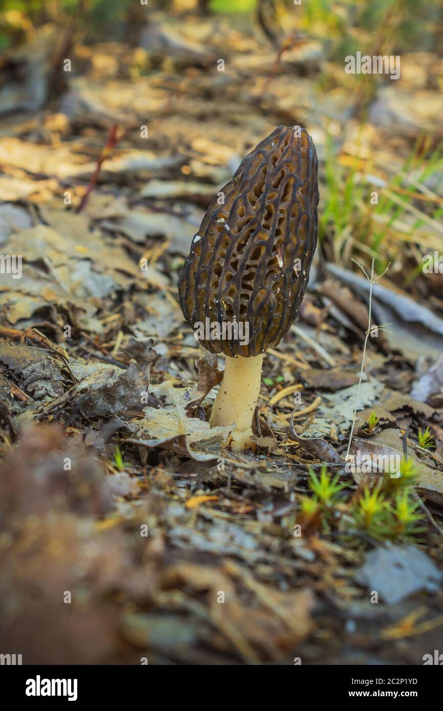 Single nice and healthy an instance of Morel Stock Photo