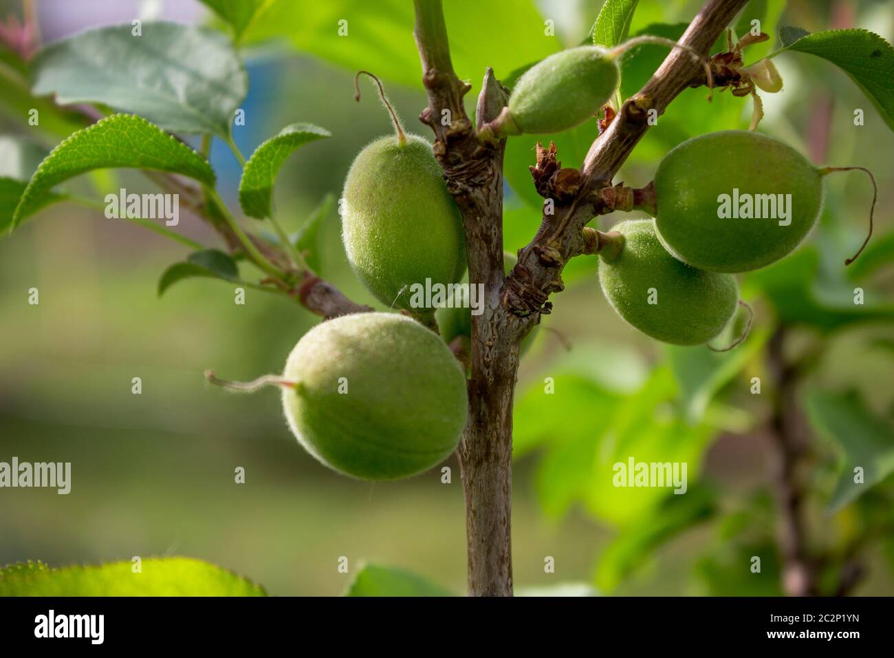 Unripe apricots on the orchard tree in the garden. May Stock Photo Alamy