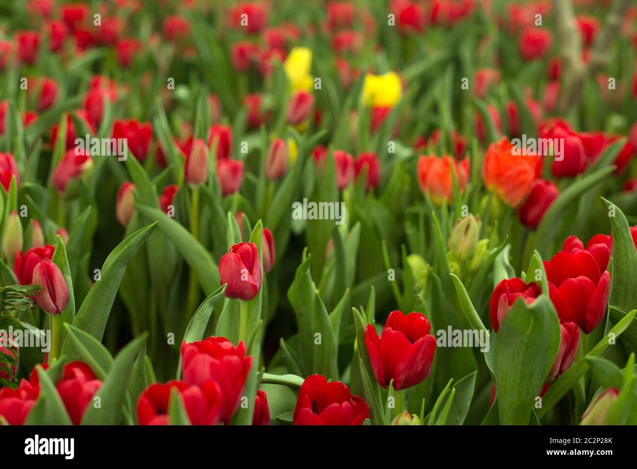 Red tulips field beautiful spring background Stock Photo - Alamy