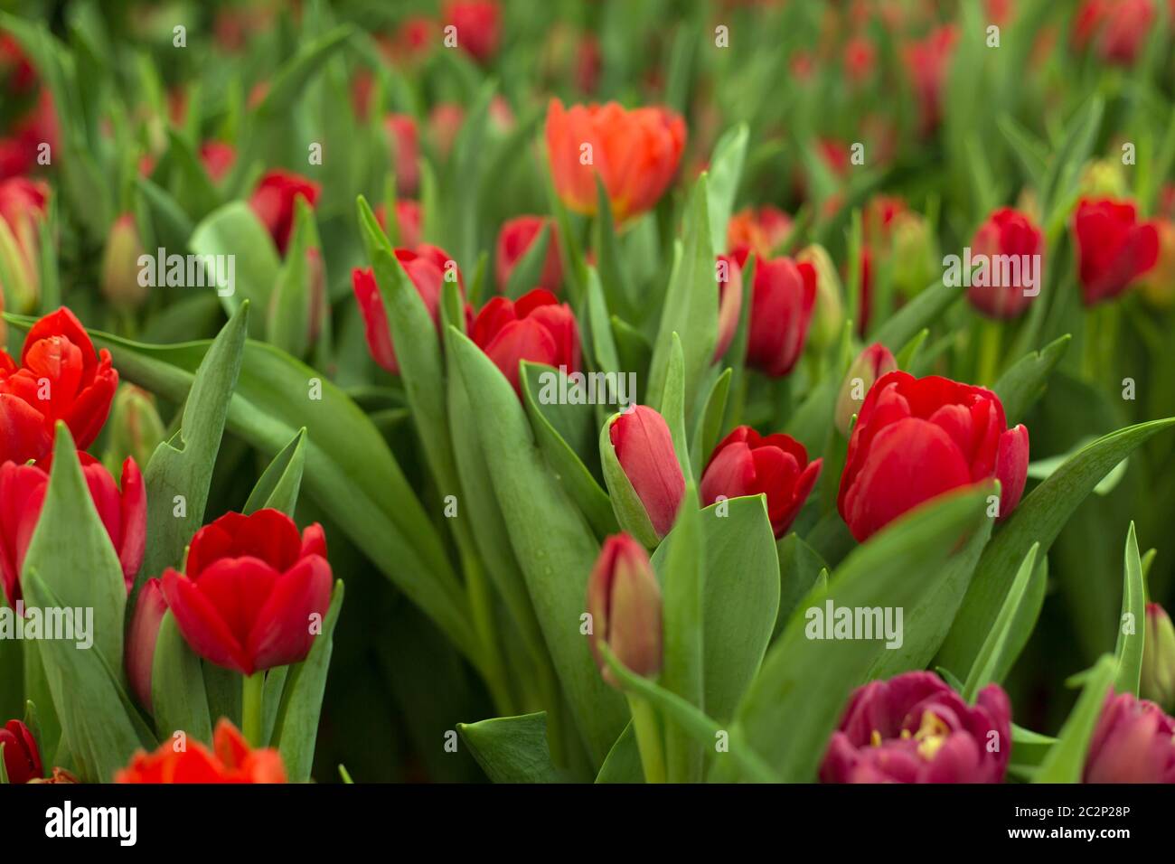 Red tulips field beautiful spring background Stock Photo - Alamy