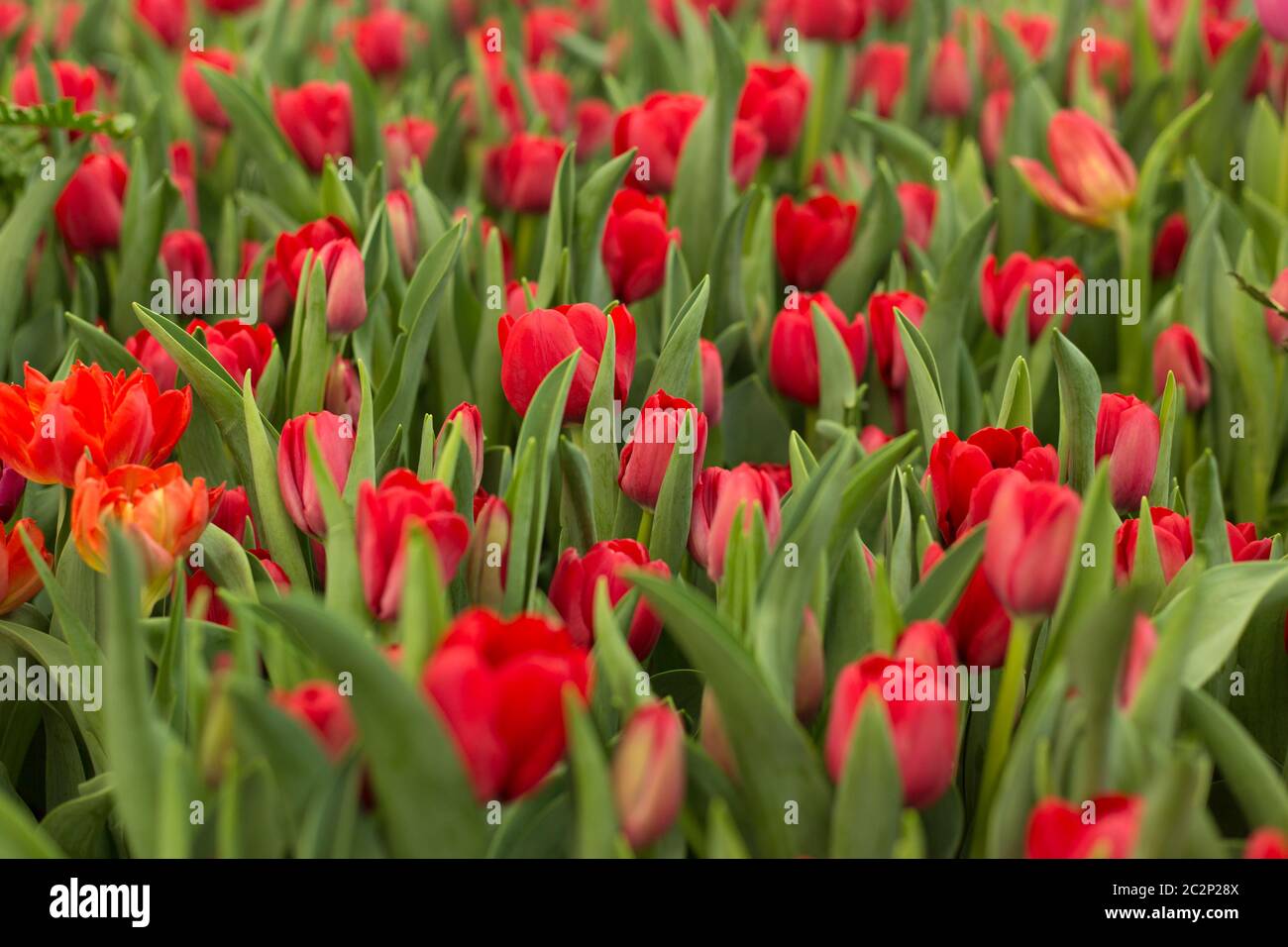 Red tulips field beautiful spring background Stock Photo - Alamy