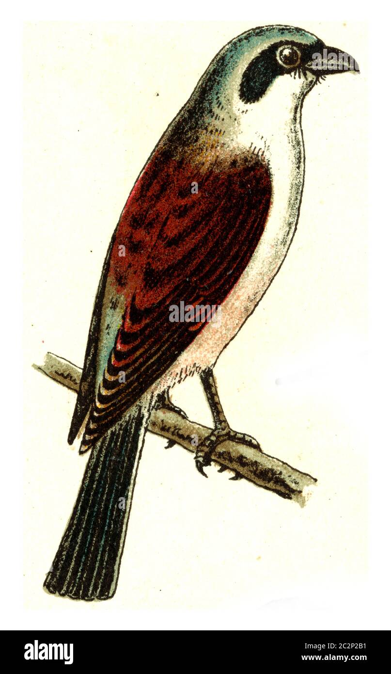 Red-backed shrike, vintage engraved illustration. From Deutch Birds of Europe Atlas. Stock Photo