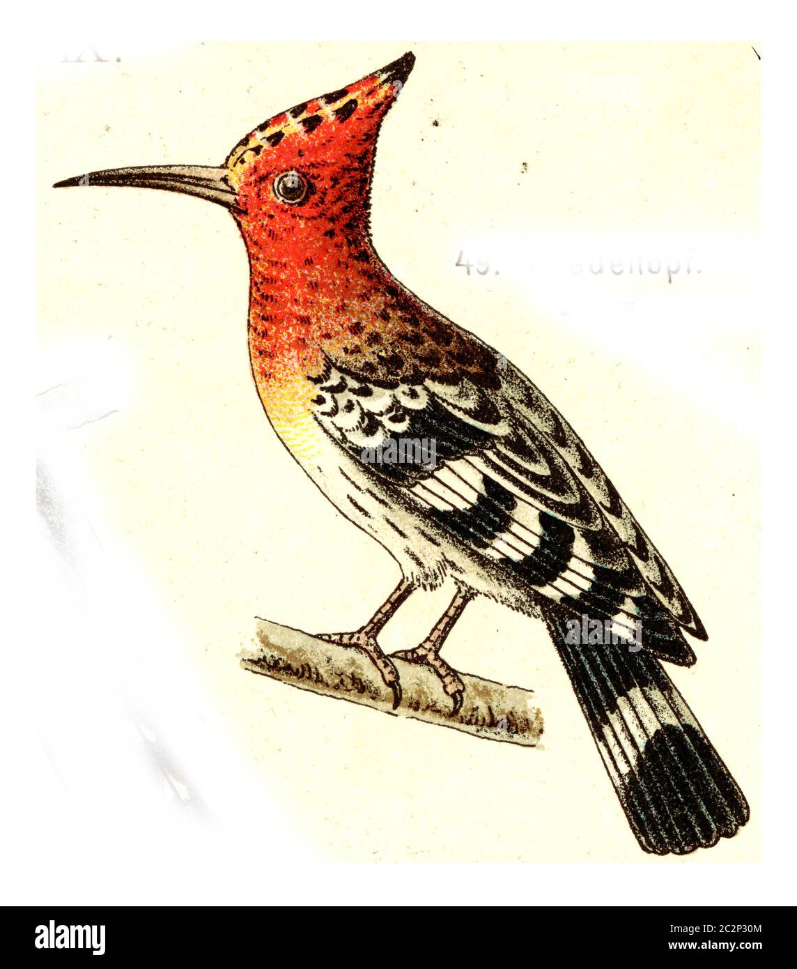 Hoopoe, vintage engraved illustration. From Deutch Birds of Europe Atlas. Stock Photo