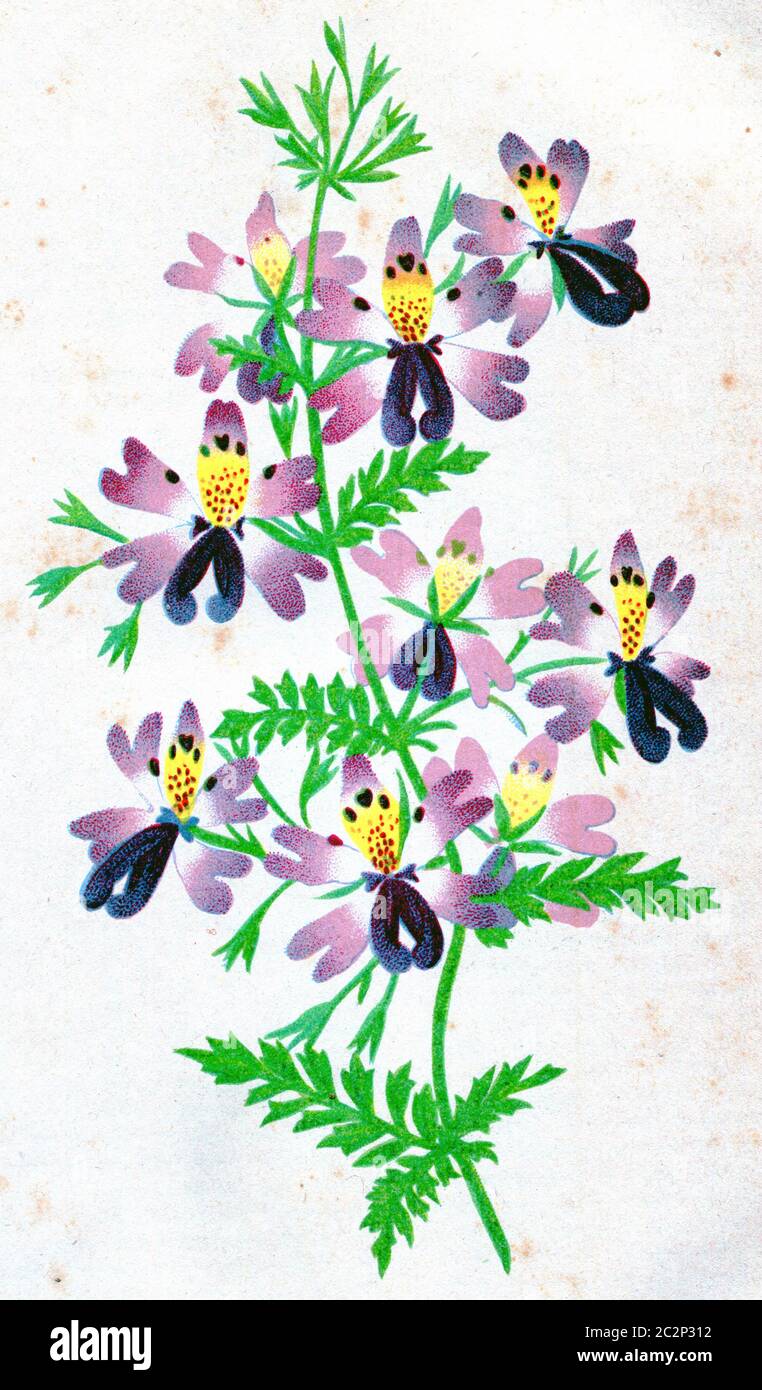 Schizanthus pinnatus, vintage engraved illustration. Stock Photo