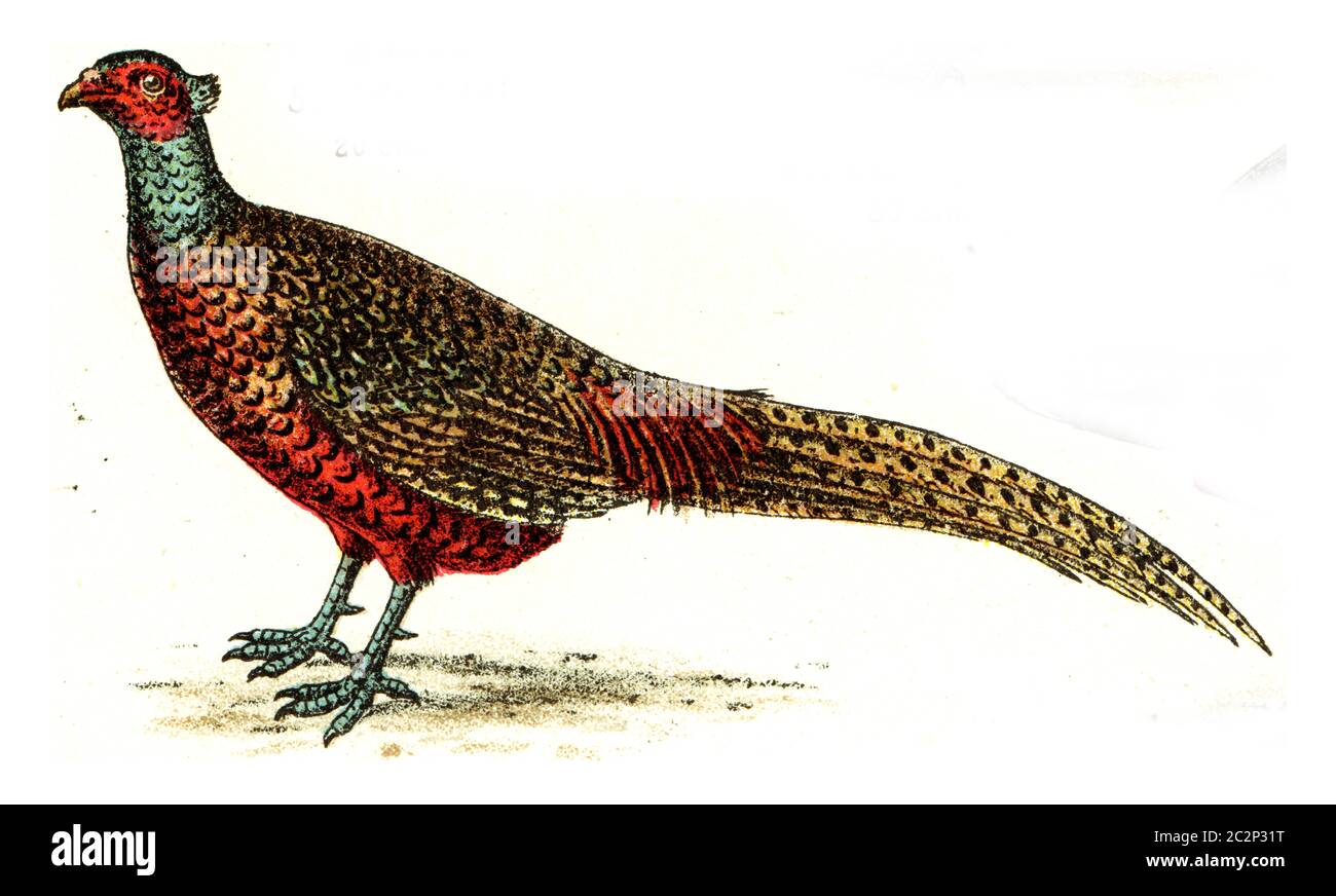 Pheasant, vintage engraved illustration. From Deutch Birds of Europe Atlas. Stock Photo