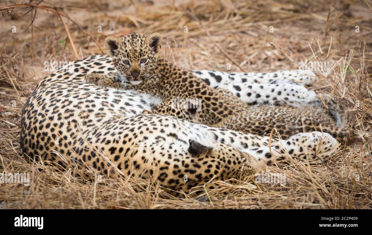 Cute leopard cub resting on mum's belly lying on yellow dry grass in Kruger Park South Africa Stock Photo