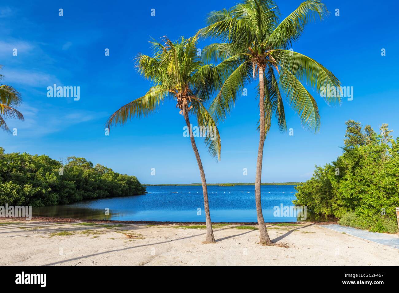 Palm trees on a tropical beach in Florida Keys. Stock Photo