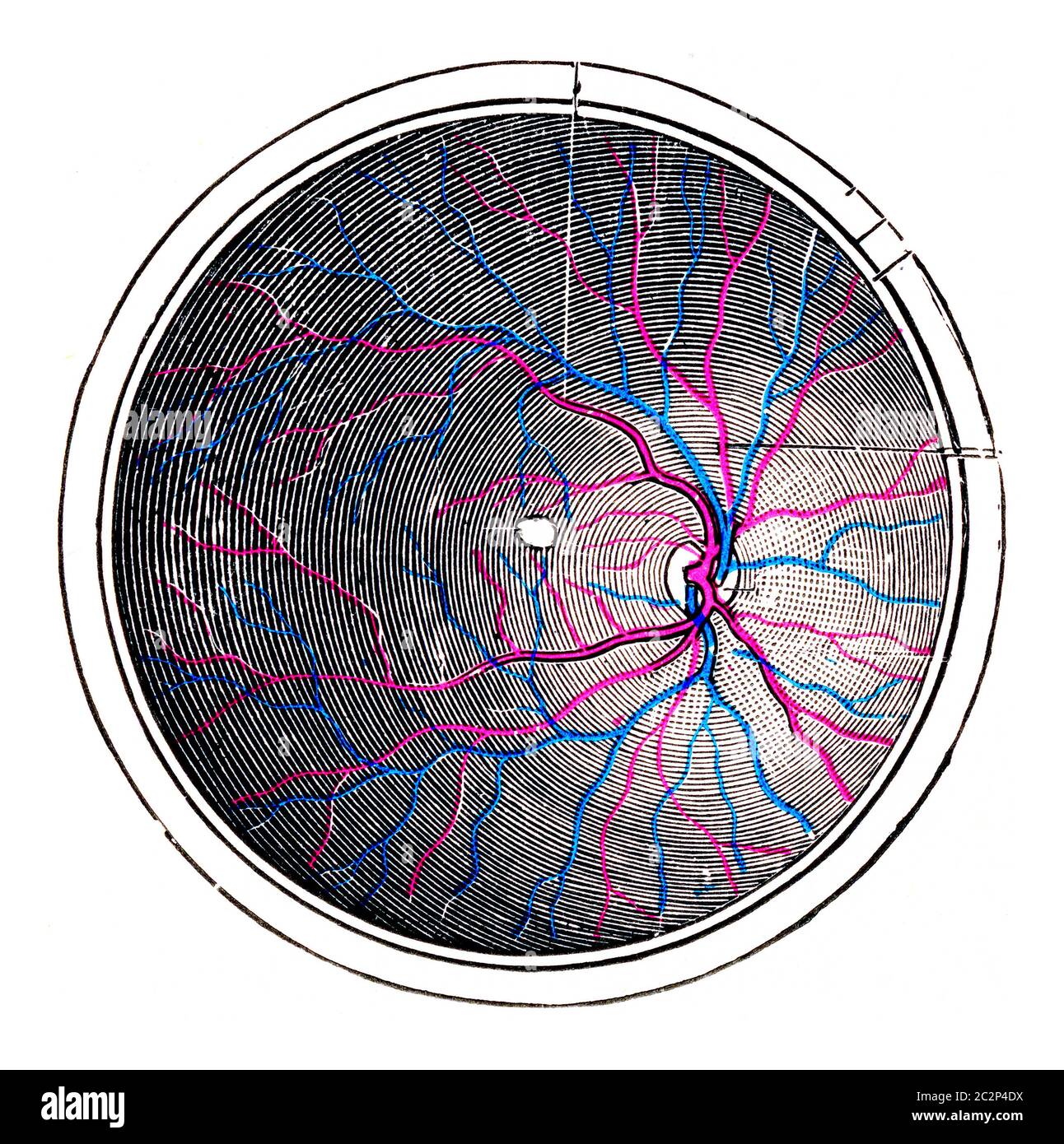 Retina of the right eye, vintage engraved illustration Stock Photo Alamy