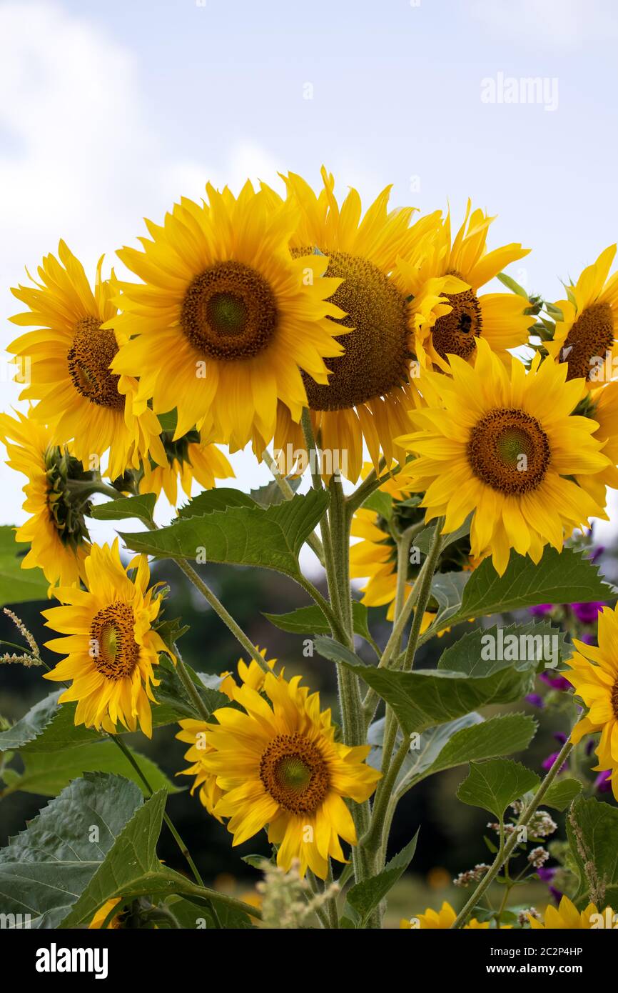 Sunflowers 011 Stock Photo