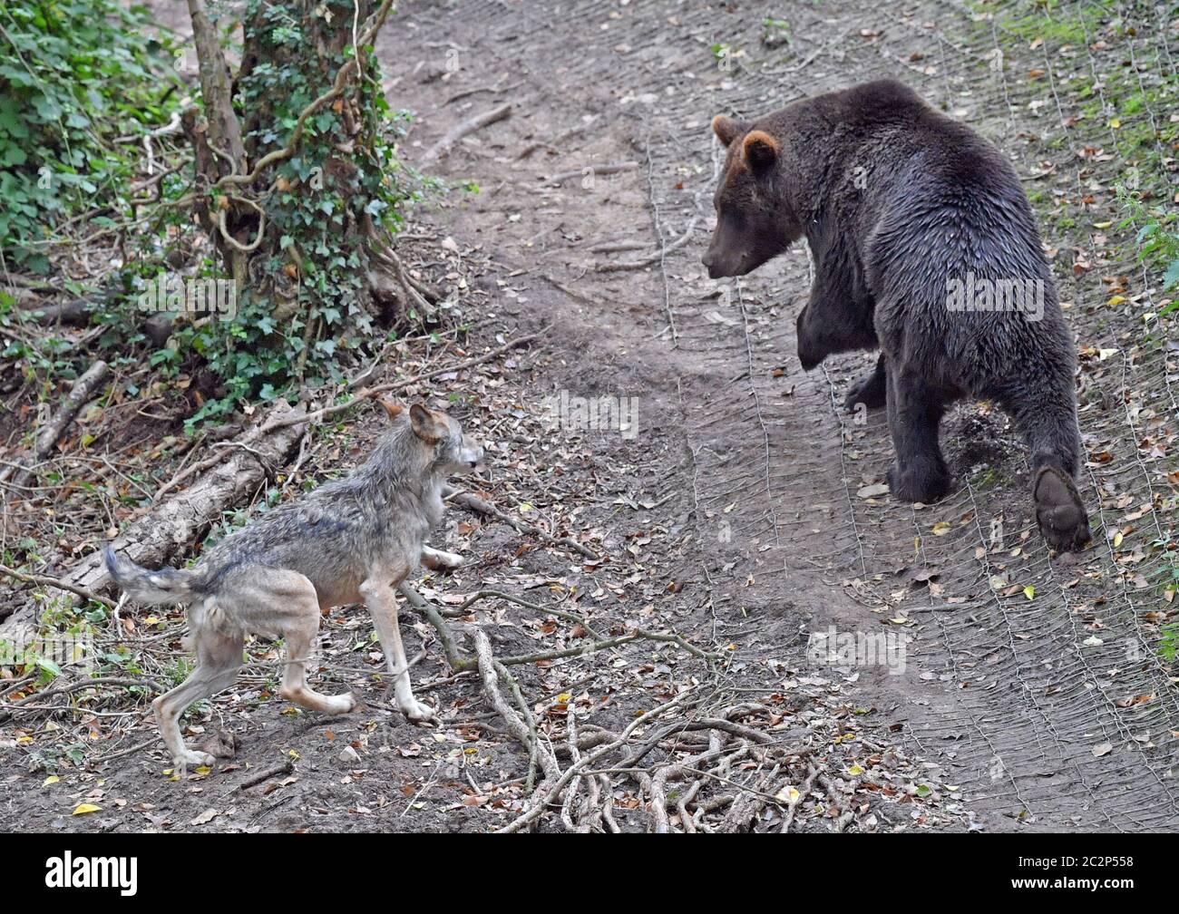 Four European brown bears and five grey wolves which are living