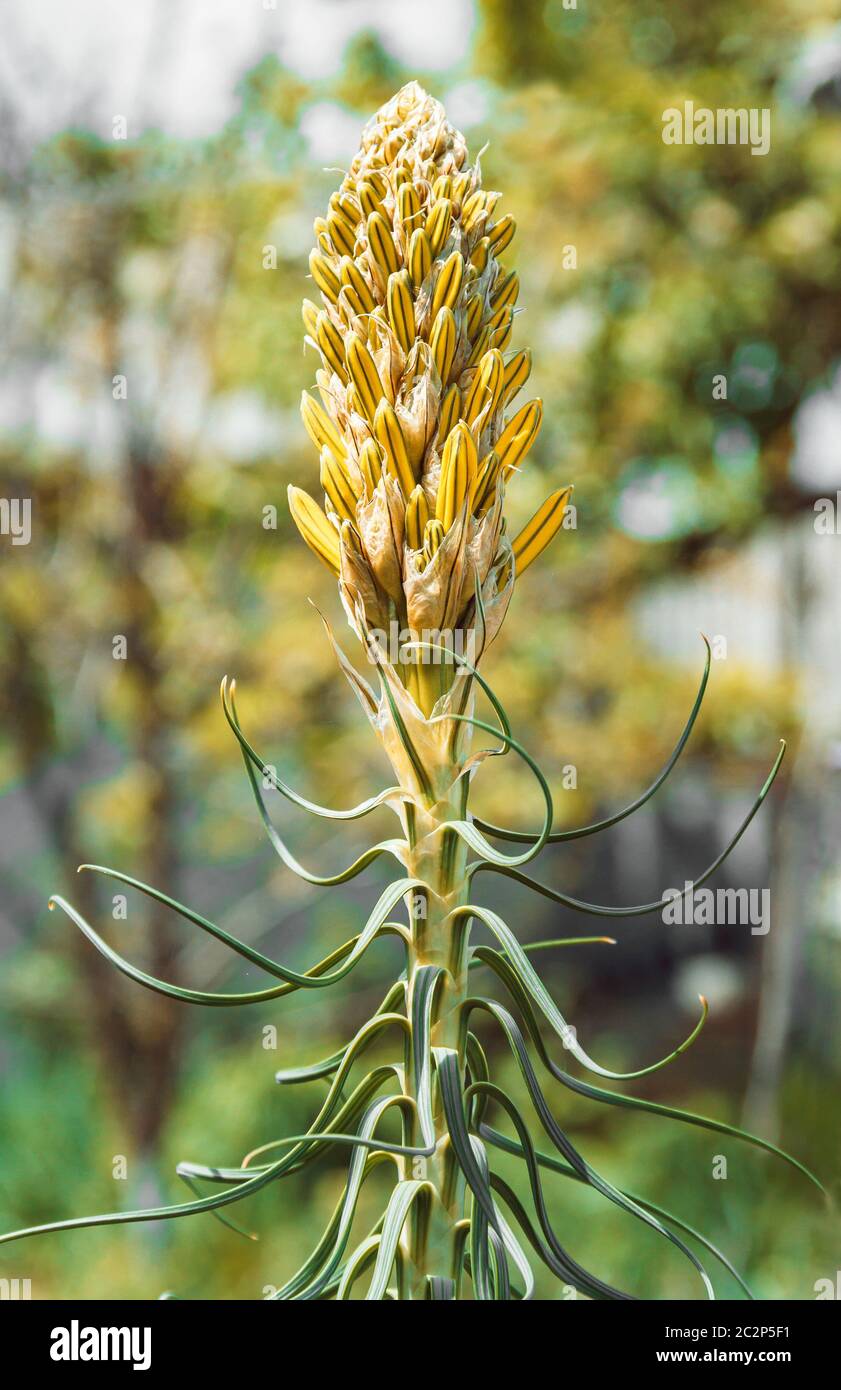 Inflorescence of flower buds Stock Photo