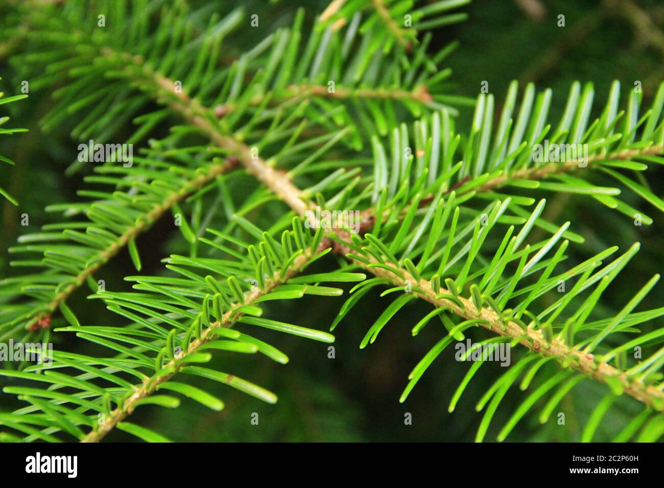 Green Christmas tree branch close-up in forest. Spruce branches with needles Stock Photo