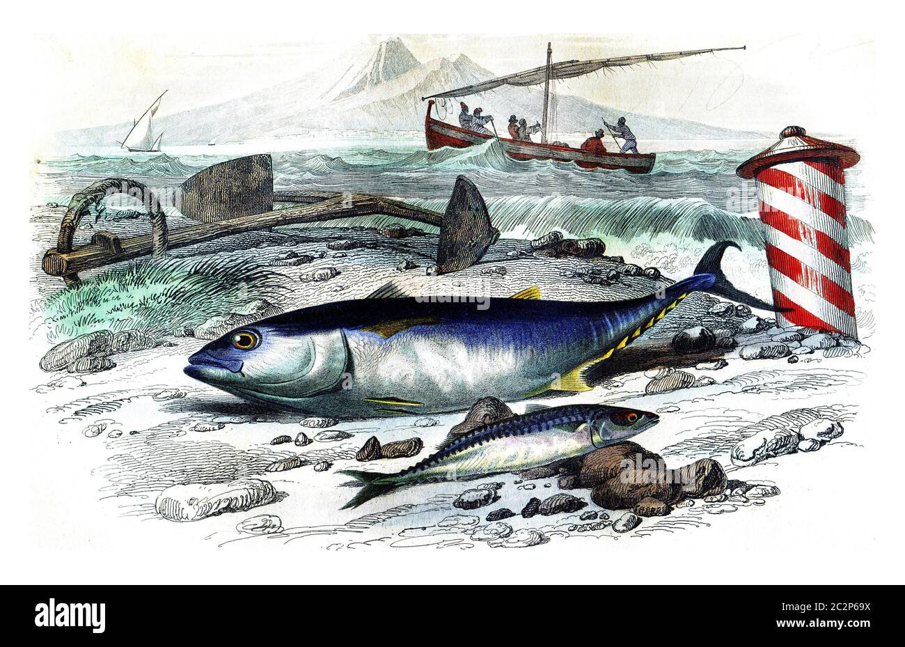 Tuna, mackerel, vintage engraved illustration. Natural History from