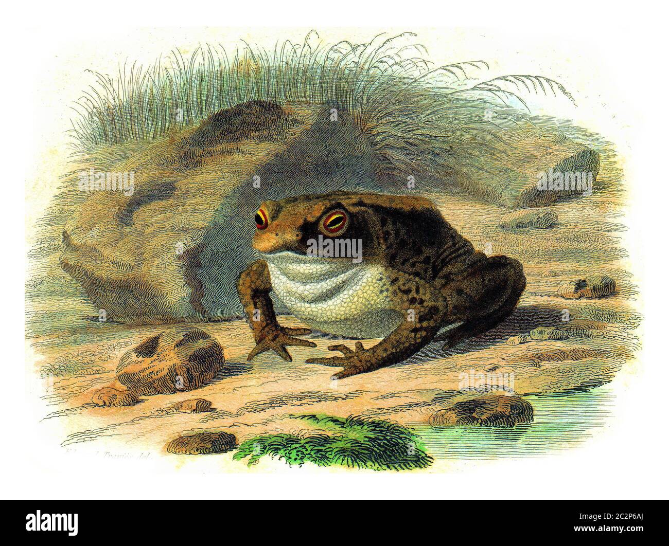The toad, vintage engraved illustration. Natural History from Lacepede. Stock Photo