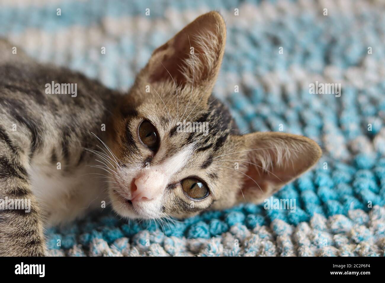 Bored cute cat showing the concept of depression and coping with home quarantine during the covid-19 pandemic Stock Photo