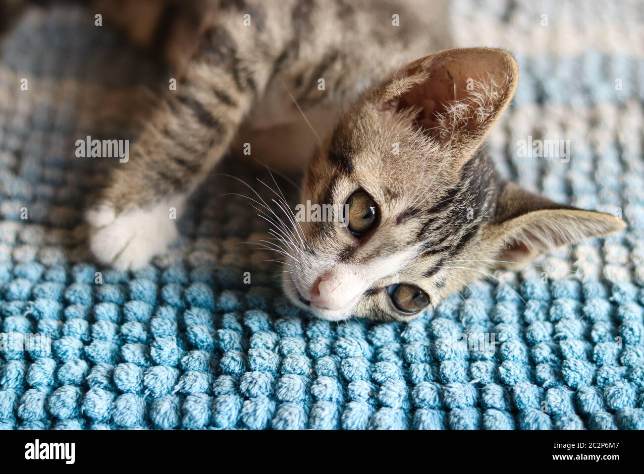 Kindness to animals hi-res stock photography and images - Alamy