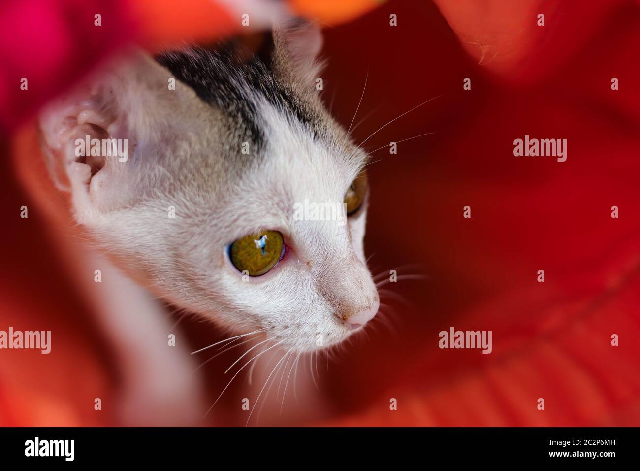 Newly rescued stray cat hiding under an orange mattres showing concept of kindness and promoting  animal welfare Stock Photo