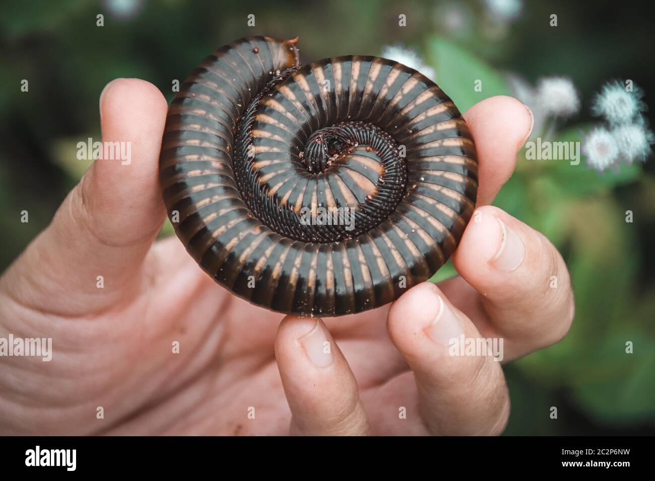 Holding a Asian giant millipede or Thyropygus spirobolinae sp, showing concept of kindness, harmony with nature and environmentalism Stock Photo