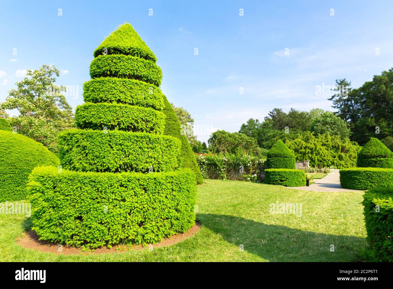 Trees trimmed in the shape of pyramids. Summer botanical garden Stock ...